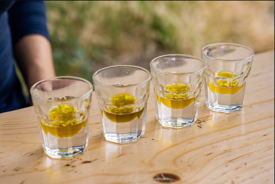Row of olive oil tasting glasses